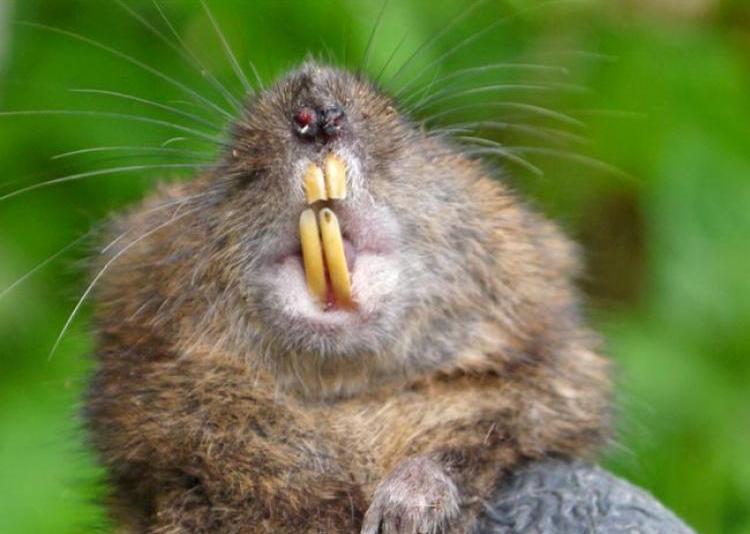 Les rongeurs qui est qui et qui mange quoi? Et quels sont les moyens de lutte? Les rongeurs qui est qui et qui mange quoi? Et quels sont les moyens de lutte?